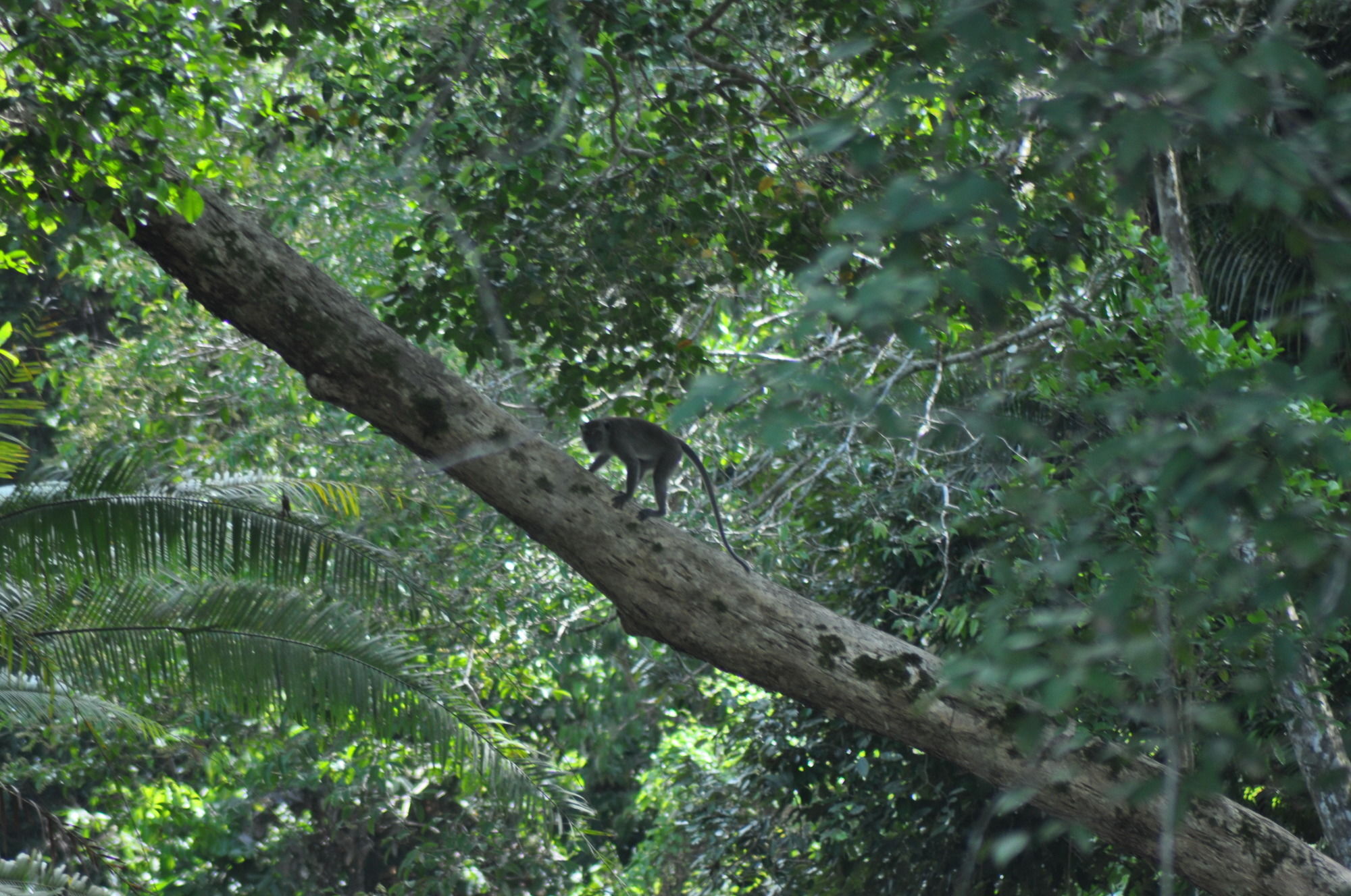 Samboja Lodge Balikpapan  Esterno foto