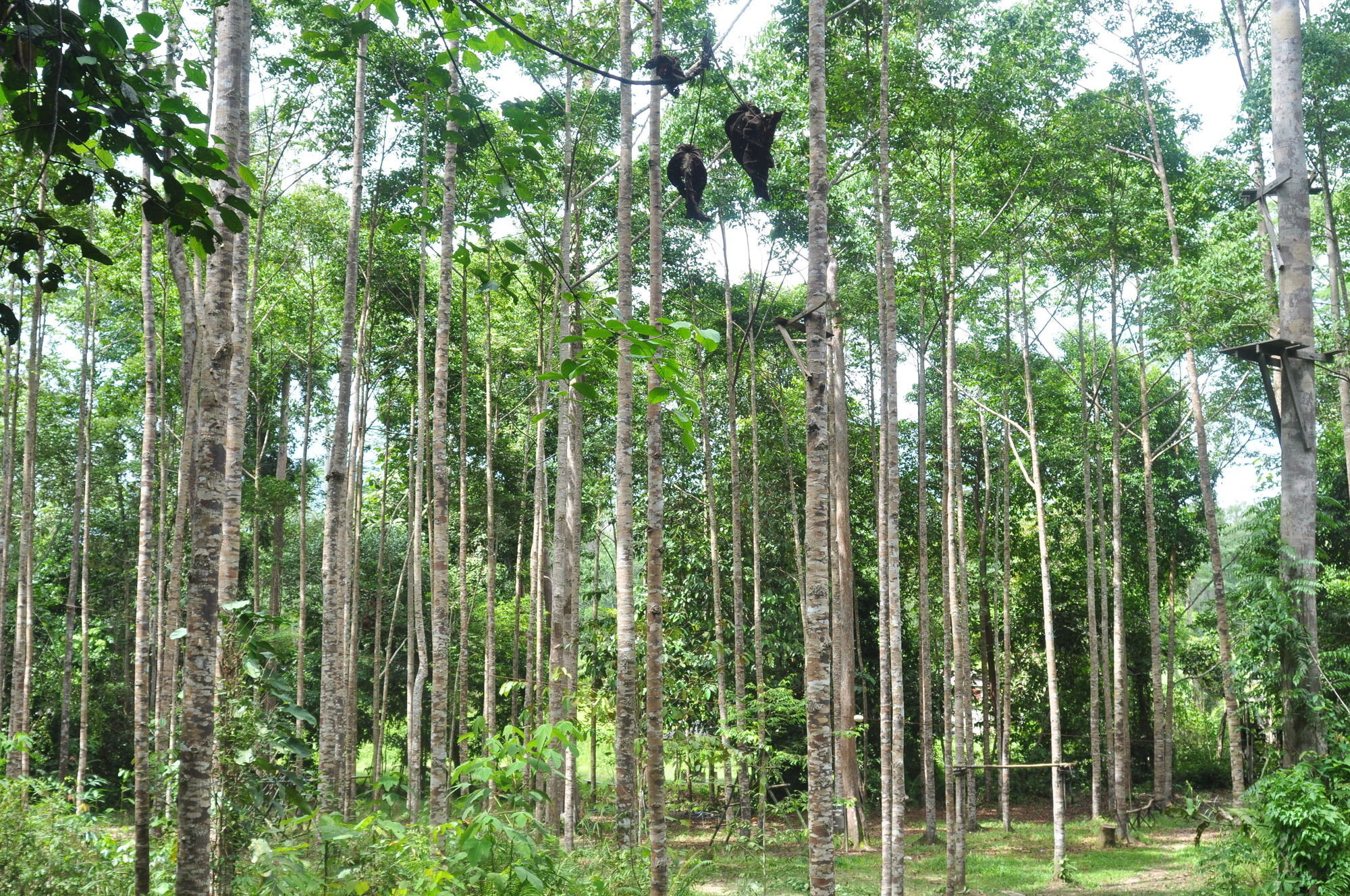 Samboja Lodge Balikpapan  Esterno foto