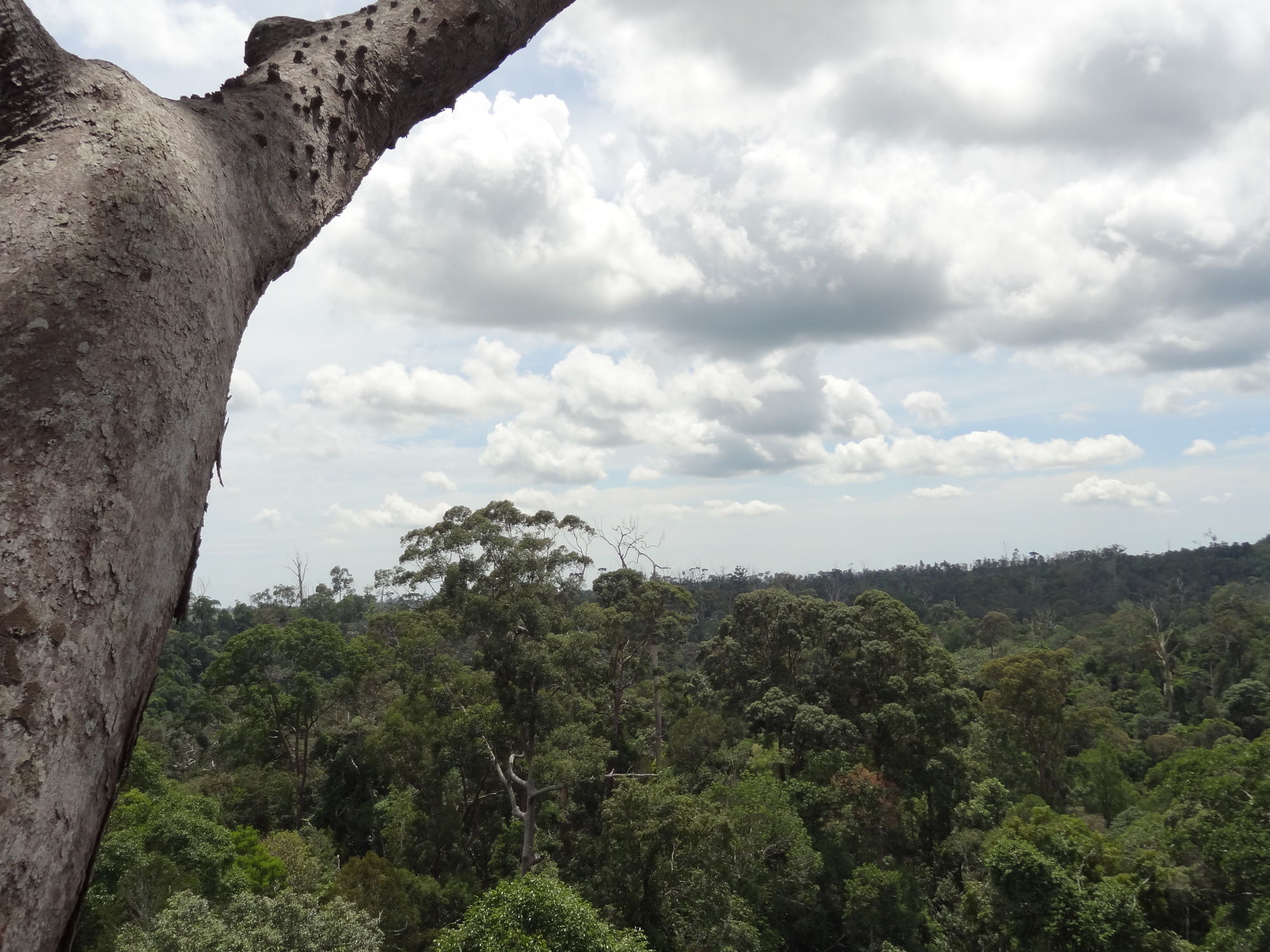 Samboja Lodge Balikpapan  Esterno foto