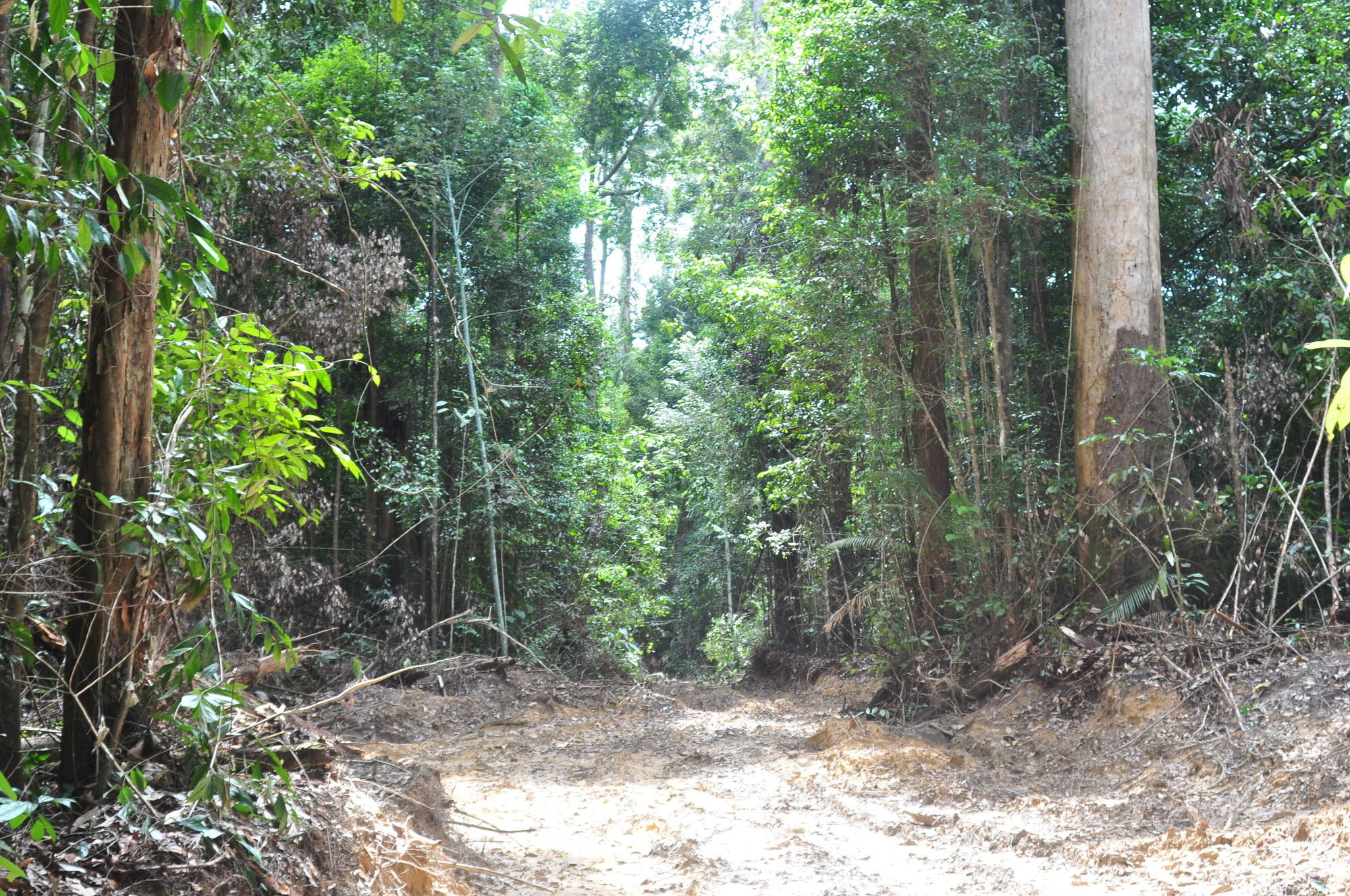 Samboja Lodge Balikpapan  Esterno foto