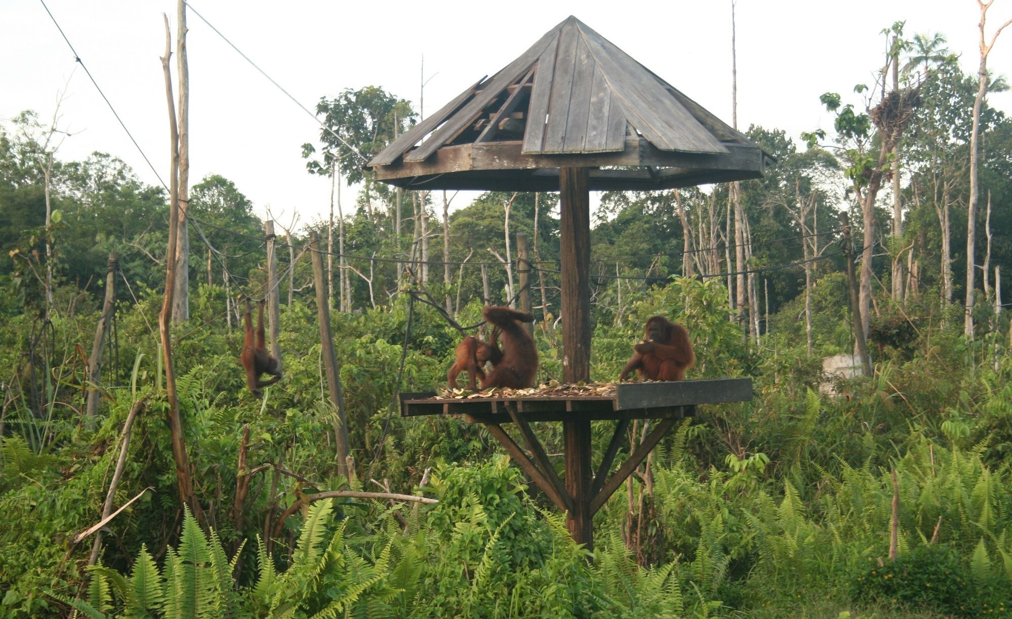 Samboja Lodge Balikpapan  Esterno foto